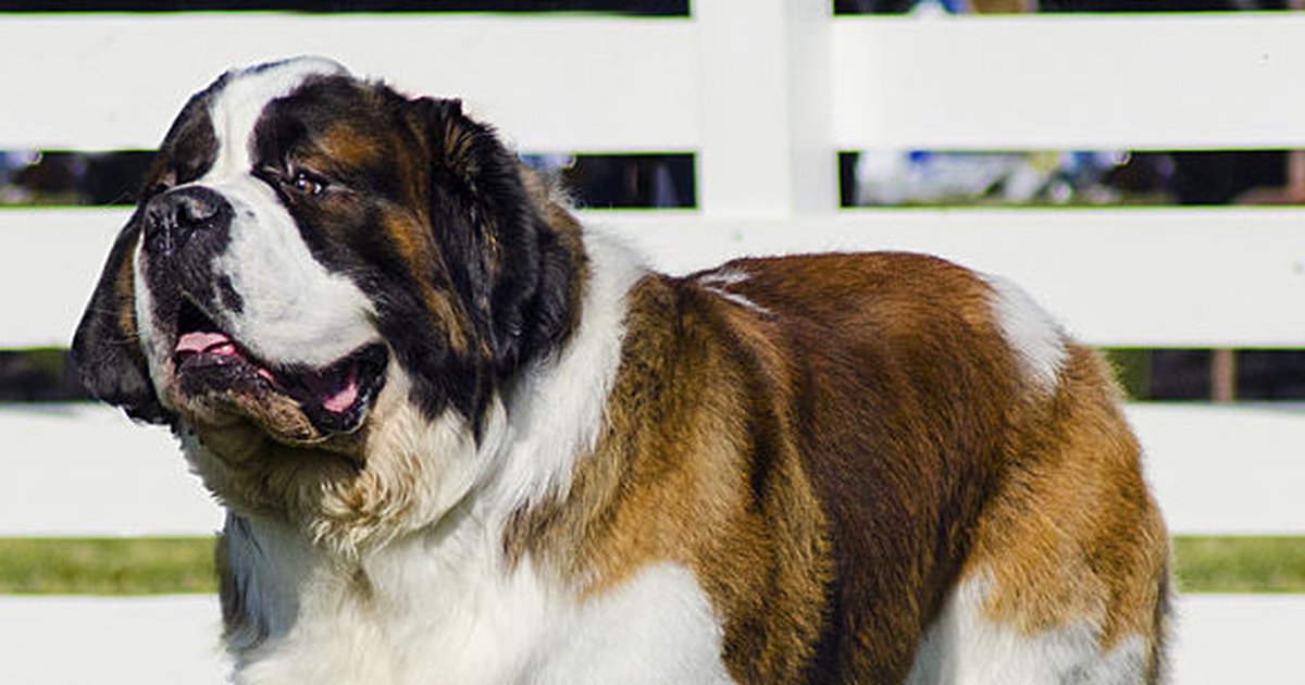 10 Strongest Dog Breeds in the World