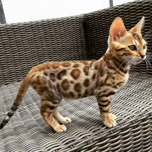 Bengal Kitten