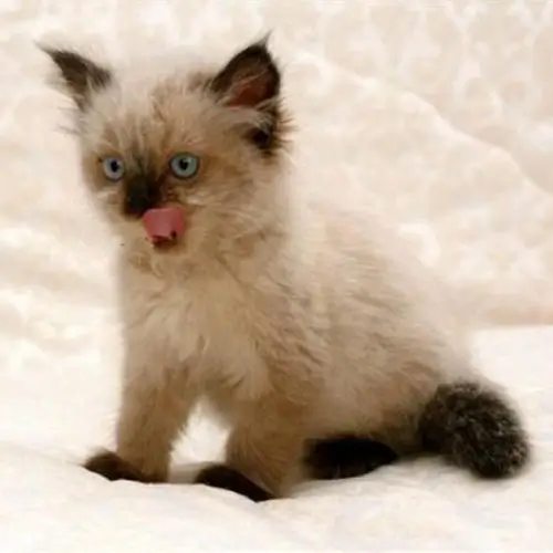 Himalayan Cat