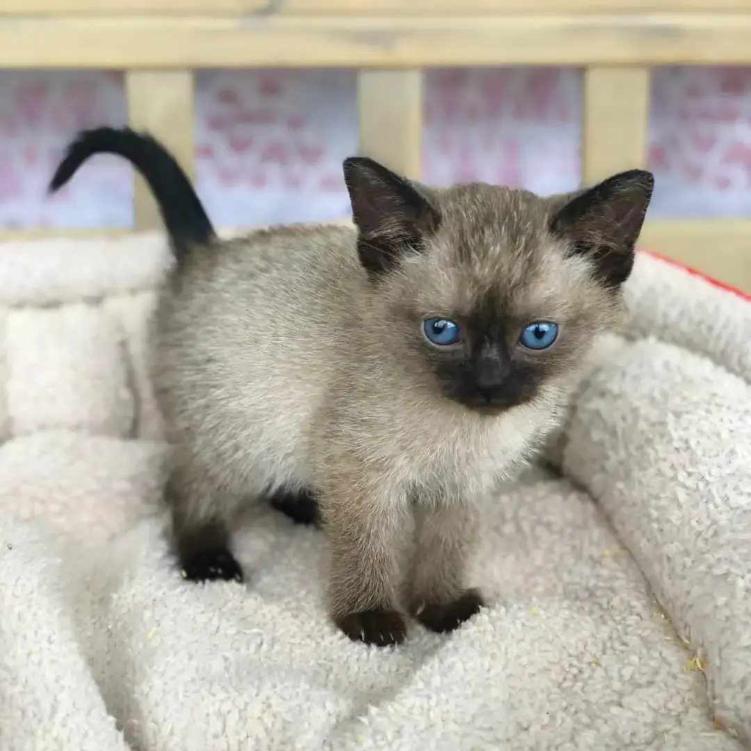 Siamese Kittens