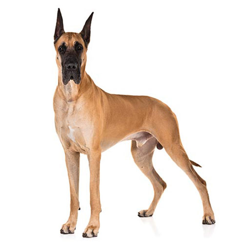 Great Dane