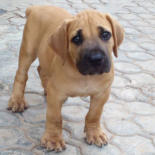 Boerboel Puppy