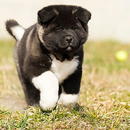 Akita Puppy