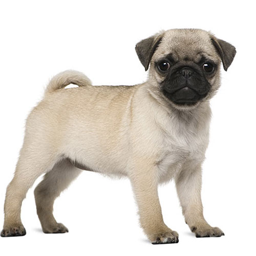 Pug Puppy