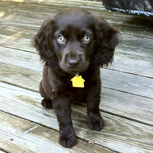 Boykin Spaniel Puppy