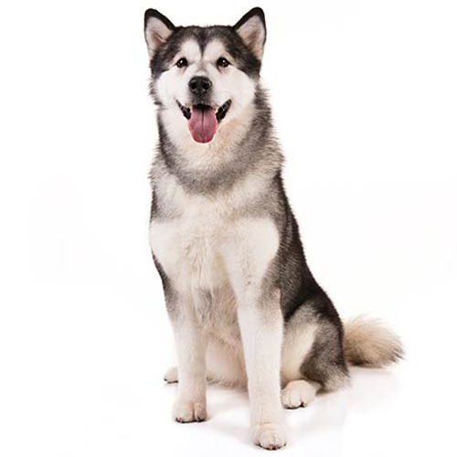 Alaskan Malamute Puppy