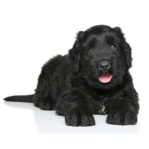 Black Russian Terrier Puppy