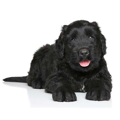 Black Russian Terrier