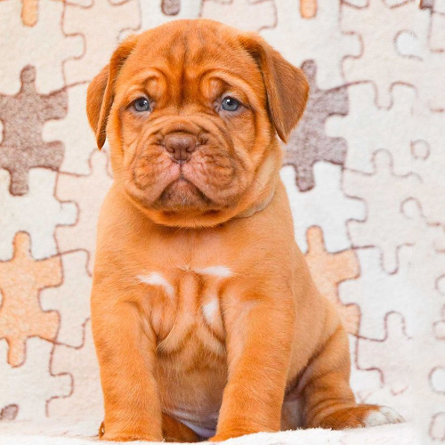 French Mastiff Puppy