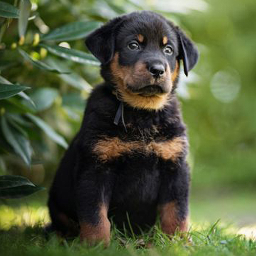 Beauceron Puppy