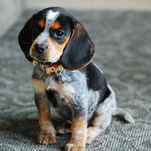 Bluetick Coonhound Puppy