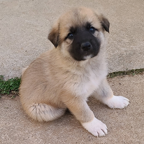 Anatolian Shepherd Puppy