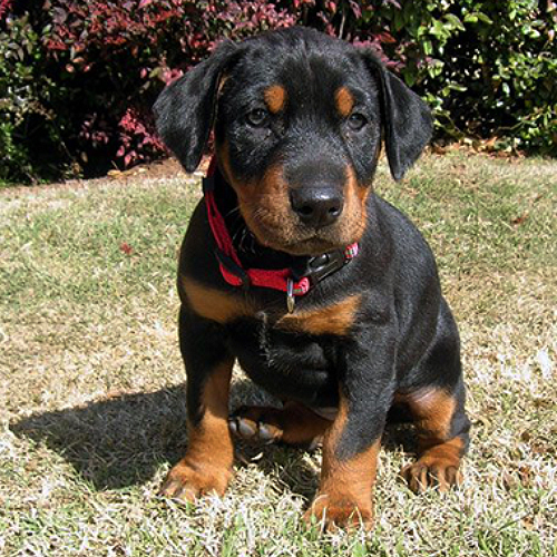 Doberman Puppy