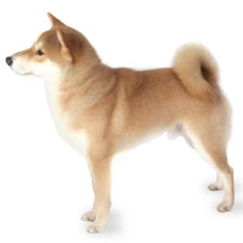 Shiba Inu