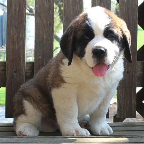 Saint Bernard Puppy