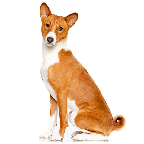 Basenji Puppy