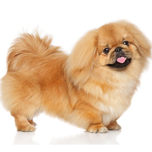 Pekingese