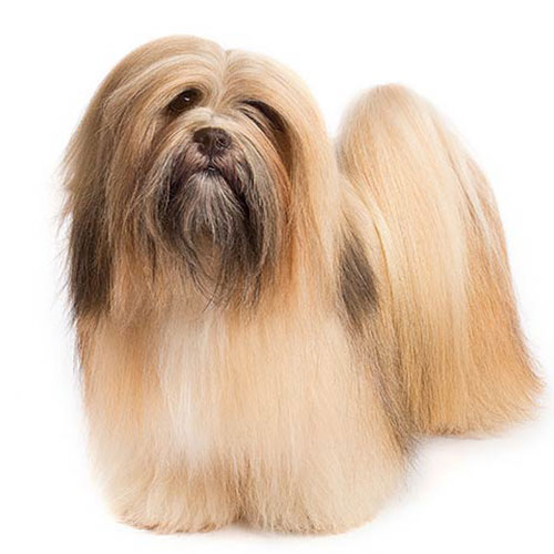 Lhasa Apso Puppy