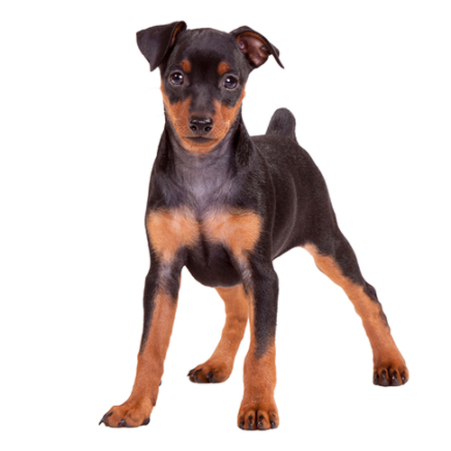 Miniature Pinscher Puppy