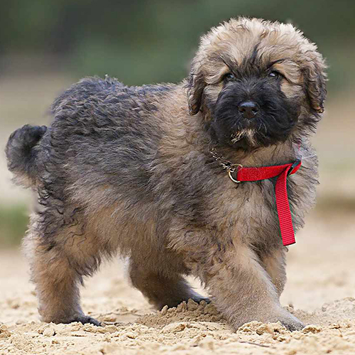 Bouvier Des Flandres