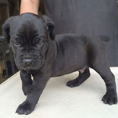 Cane Carso Puppy