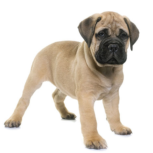 Bull Mastiff