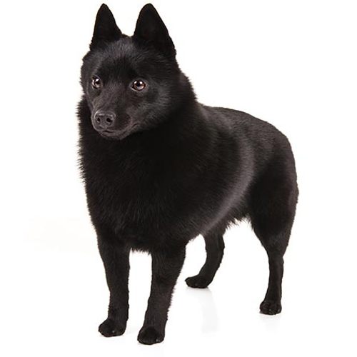 Schipperke