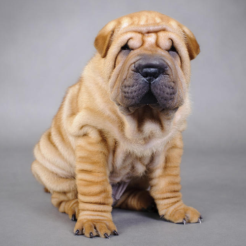 Chinese Shar-Pei Puppy