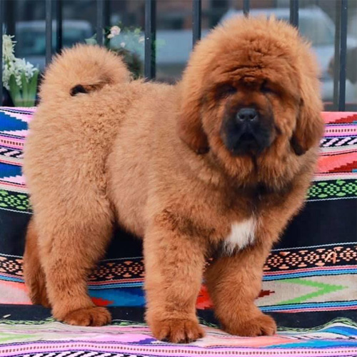 Tibetan Mastiff Puppy