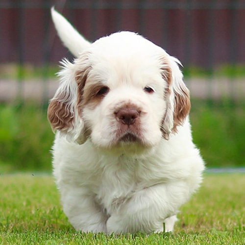 Clumber Spaniel