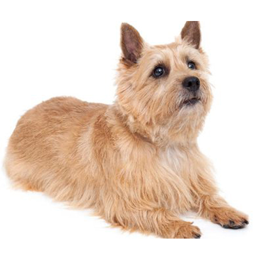 Norwich Terrier