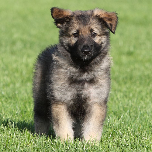 Caucasian Shepherd Puppy