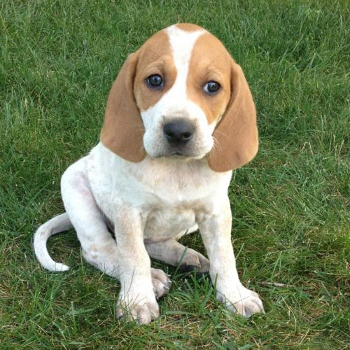 American English Coonhound Puppy