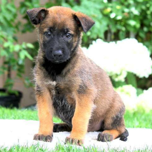 Belgian Tervuren Puppy