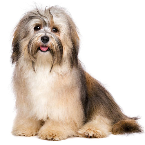 Havanese