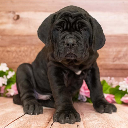 Neapolitan Mastiff Puppy