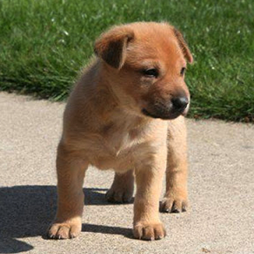 Chinook Puppy