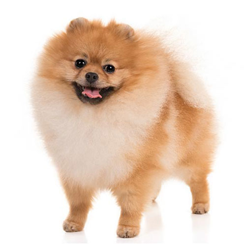 Pomeranian