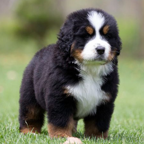 Bernese Mountain Dog Puppy