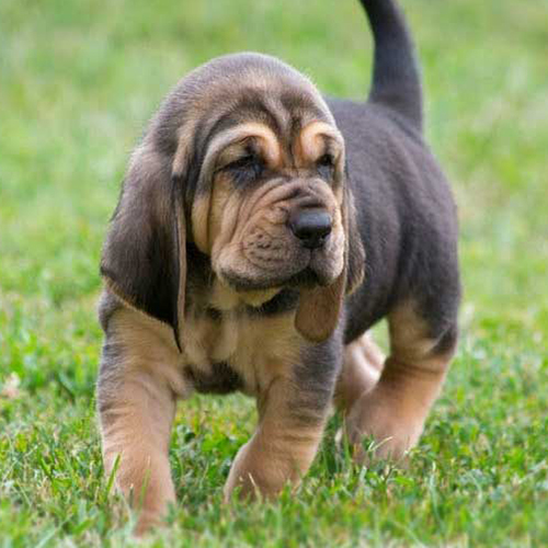 Bloodhound Puppy