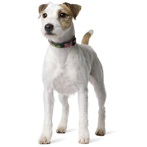 Jack Russell Terrier Puppy