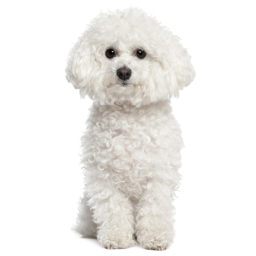 Bichon Frise Puppy