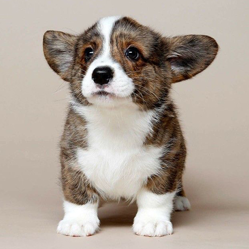 Cardigan Welsh Corgi