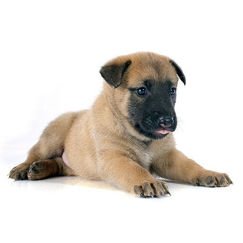 Belgian Malinois Puppy