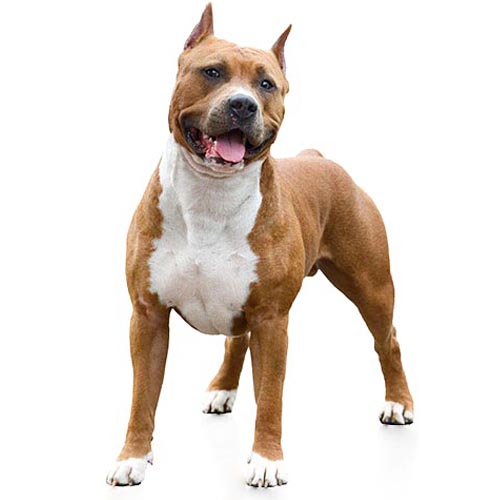 American Staffordshire Terr...