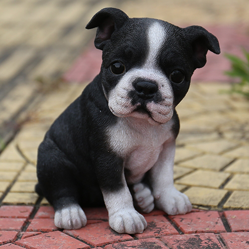 Boston Terrier Puppy