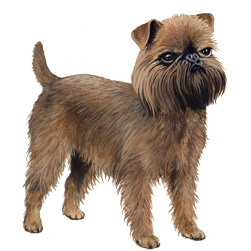 Brussels Griffon Puppy