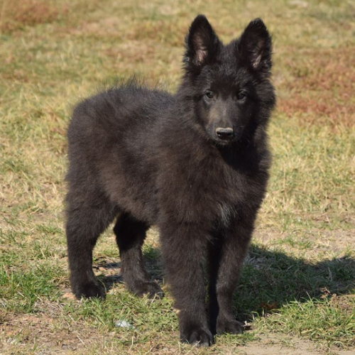 Belgian Sheepdog Puppy