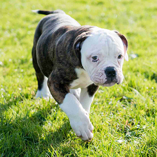 American Bully Puppy