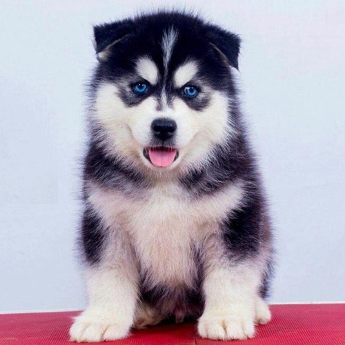 Siberian Husky Puppy